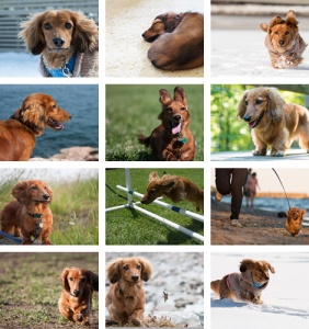 12 images of a dachshund